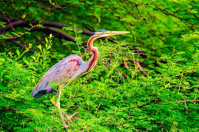 Kalametiya Bird Sanctuary Catamaran Bird Watching Tour - Who will enjoy this outing most
