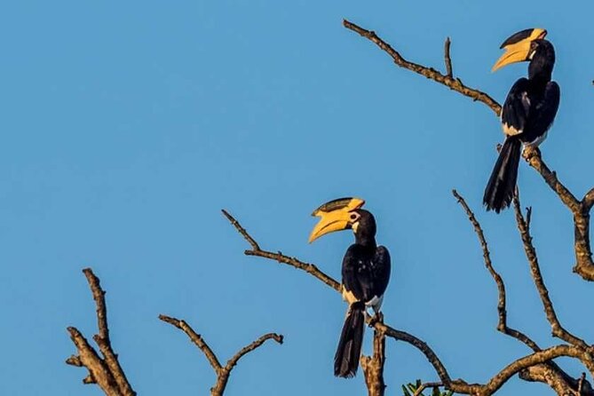 Kalametiya Bird Sanctuary Catamaran Bird Watching Tour - Timing, comfort, and practical planning