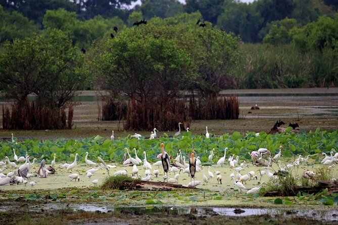 Kalametiya Bird Sanctuary Catamaran Bird Watching Tour - Reaching the private boat at Kalametiya