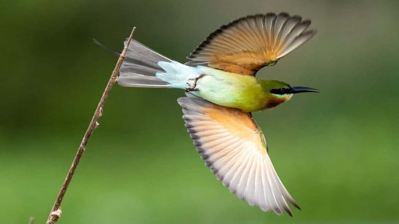 Kalametiya Sanctuary: Bird Watching by Private Boat Tour - Key points before you book