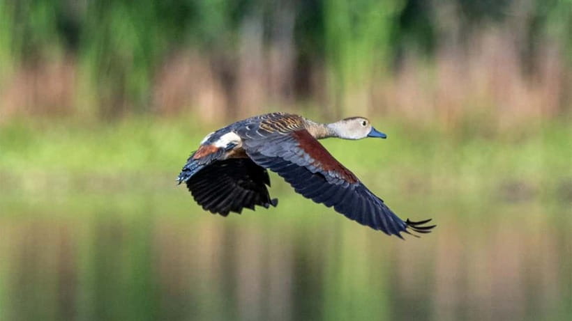 Kalametiya Sanctuary: Bird Watching by Private Boat Tour - Why Kalametiya works for a quiet wildlife outing