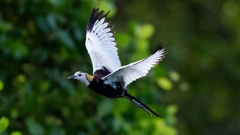 Kalametiya Sanctuary: Bird Watching by Private Boat Tour - What happens during the two-hour route