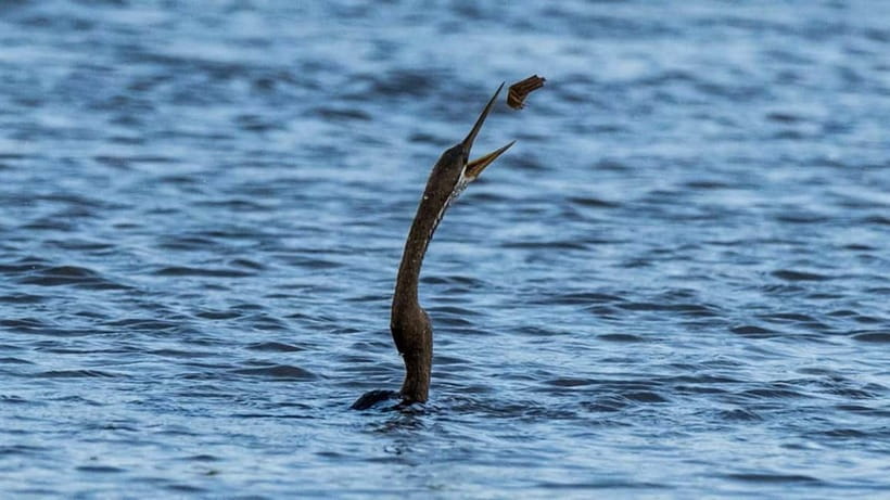 Kalametiya Sanctuary: Bird Watching by Private Boat Tour - The guide is the heart of the trip