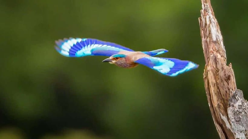 Kalametiya Sanctuary: Bird Watching by Private Boat Tour - Who will enjoy this boat tour most