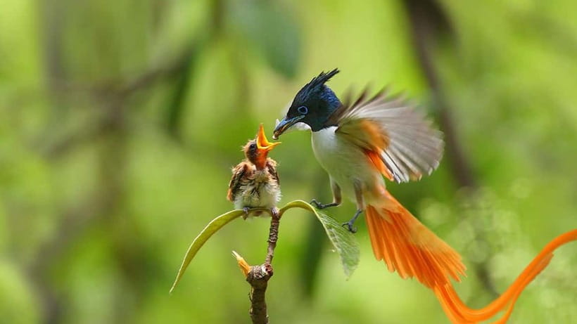Kalametiya Sanctuary: Bird Watching by Private Boat Tour - A private boat instead of a noisy cruise
