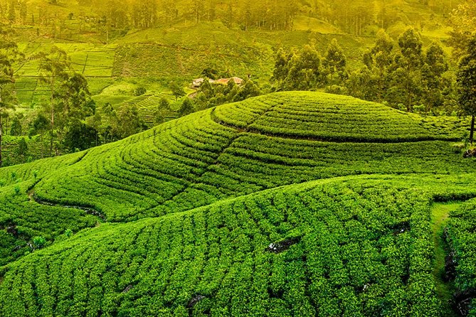 Kandy and Pinnawala Private Day Tour from Colombo/Negombo - The Temple of the Sacred Tooth Relic is the cultural centerpiece