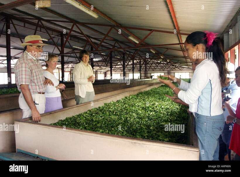 Kandy City Explore Full Day Tour , Like a Local - Tea, spices, and Sri Lankan craft traditions