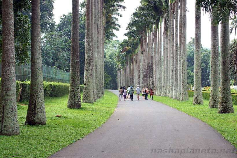 Kandy City Explore Tour Morning/Evenening Private Tour - Peradeniya Botanical Gardens: the tour’s breathing space