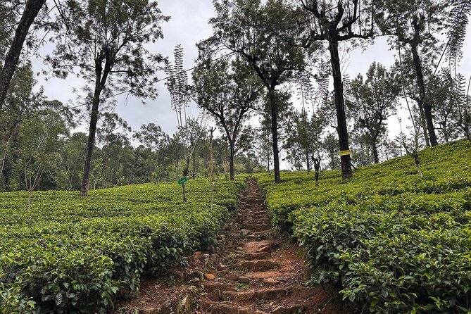 Kandy City Tour By Best Guide Lanka Tours - Tea at New Giragama Tea Factory