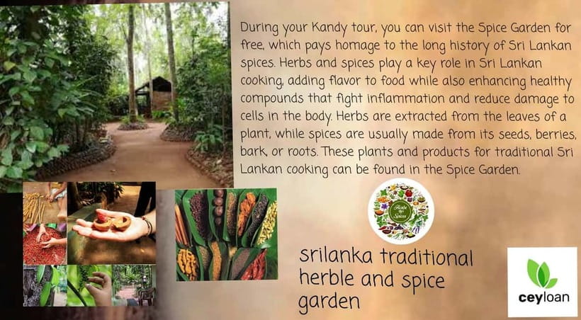 Kandy: City Tour with Temple of the Tooth & Tea Garden - British-era botanical gardens and open-air stops