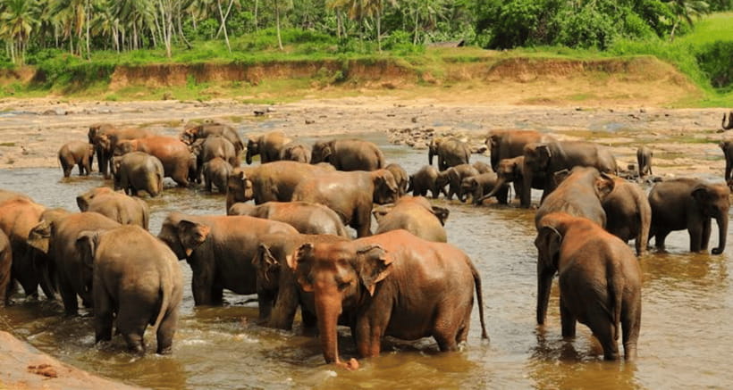 Kandy Cultural Tour from Colombo–Entry Fees & Lunch Included - Ehelepola Walauwwe Wax Museum and royal figures