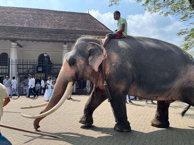Kandy Cultural Tour from Colombo–Entry Fees & Lunch Included - Starting from Colombo or Negombo