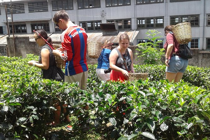 Kandy Day Trip from Colombo: Tea Factory- Peradeniya Botanical Gardens-Kandy - Temple of the Sacred Tooth Relic: Kandy’s spiritual center