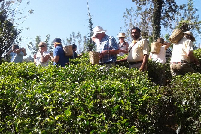 Kandy Day Trip from Colombo: Tea Factory- Peradeniya Botanical Gardens-Kandy - A short look at Kandy city