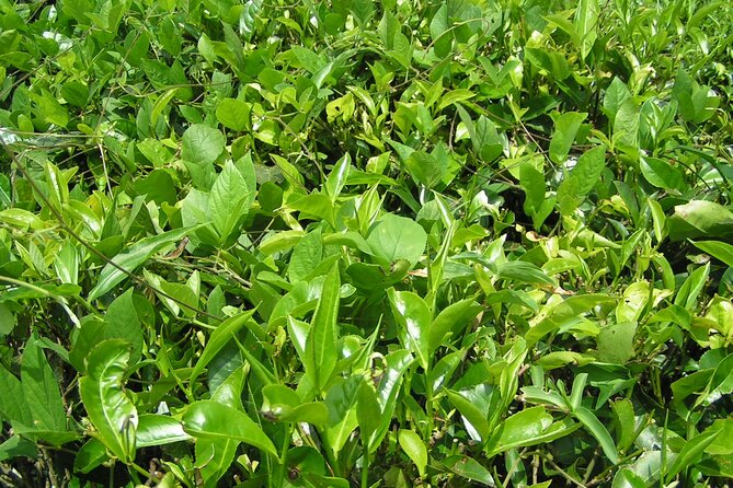 Kandy Full-Day Tour - Tea at Kadugannawa