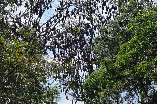 Kandy Full Day Tour Private All Inclusive - Mawanella’s Herbal Garden and Ayurveda