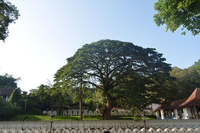 Kandy Full-Day Tour - Ayurveda at the Susantha Spice and Herbal Garden