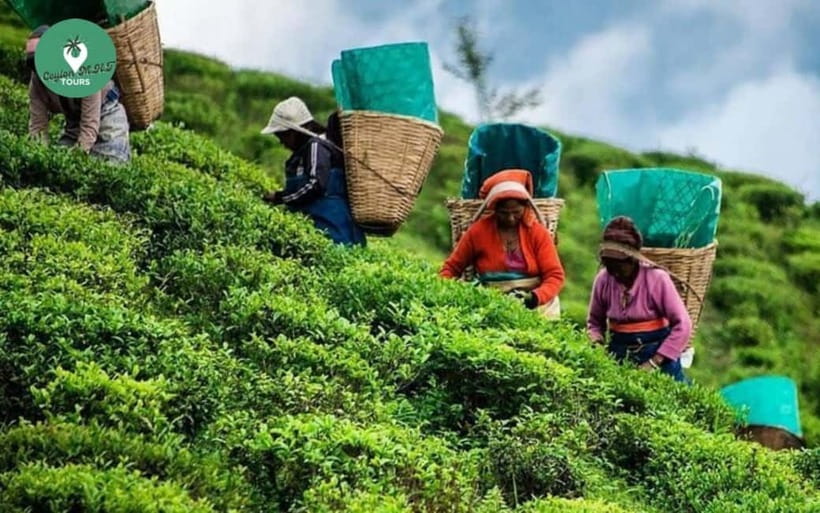 Kandy: Nuwara Eliya Day Explore by Tuk tuk with Local Guide - Leaving Kandy for Sri Lanka’s tea country