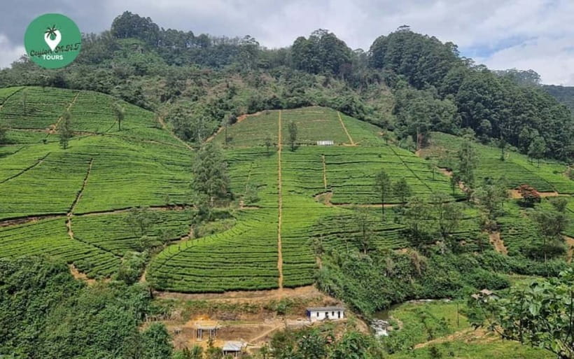 Kandy: Nuwara Eliya Day Explore by Tuk tuk with Local Guide - What the $54 price really buys you