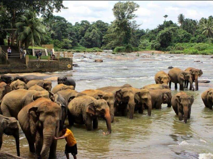 Kandy : Pinnawala Day Tour with Top Rated Local Guide - Key points to know before booking