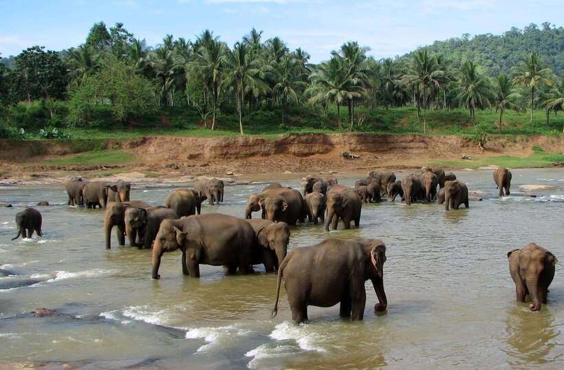 Kandy : Pinnawala Day Tour with Top Rated Local Guide - What the $13 tour really gives you