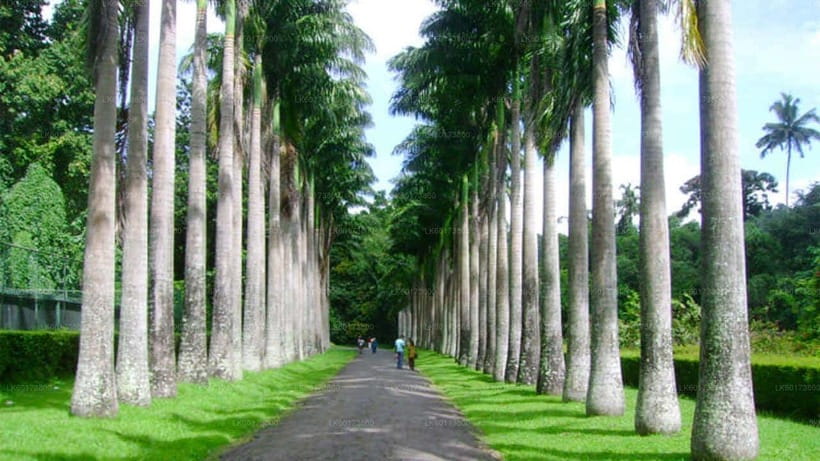 Kandy : Pinnawala Day Tour with Top Rated Local Guide - Kandy’s viewpoints, temples, and craft stops