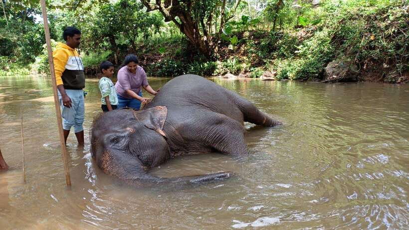 Kandy & Pinnawala & Tea Factory Full Day Tour From Negombo - Kandy Lake, the Cultural Show, and City Views