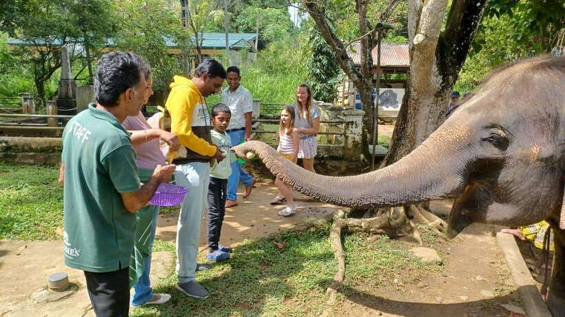 Kandy & Pinnawala & Tea Factory Full Day Tour From Negombo - Starting From Negombo in a Private Vehicle