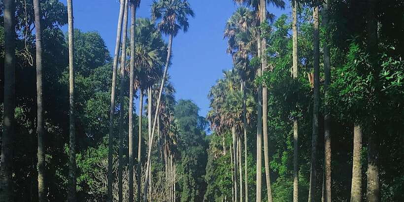 Kandy: Private Guided City Tours by Tuk Tuk Sightseeing Tour - Bahirawakanda Buddha Statue and hillside views