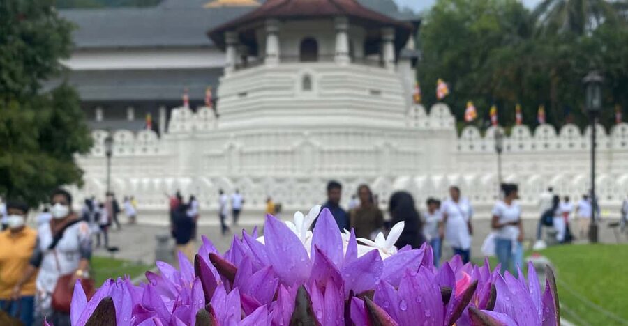 Kandy privet day tour with pinnawala and Tea plantation - Peradeniya Royal Botanic Gardens in one hour