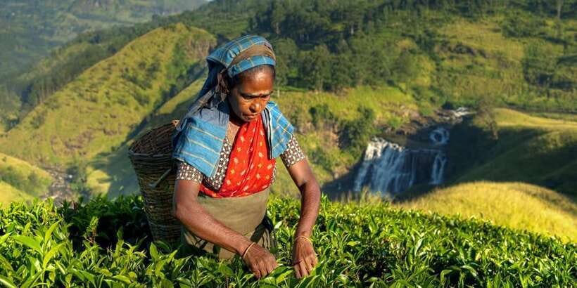 Kandy: Shanthipura and Nuwara Eliya - The Private Vehicle and Chauffeur Service