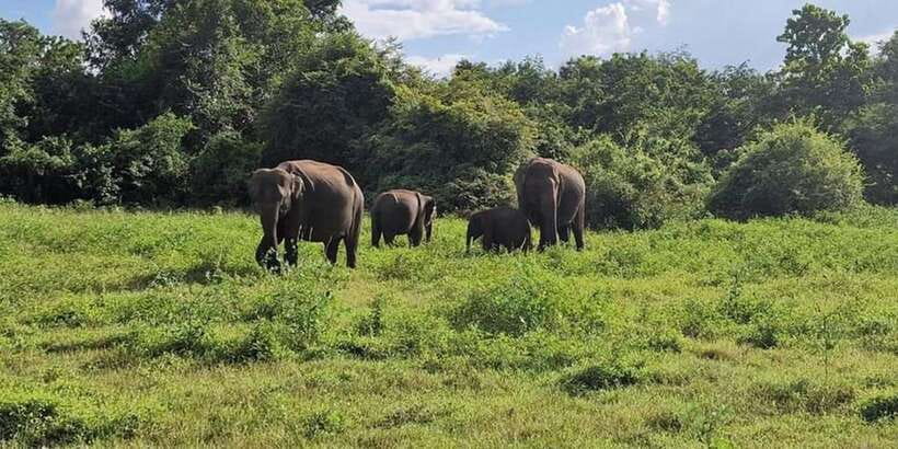 Kandy: Sigiriya, Dambulla & Wildlife Safari Private Tour - Why this Kandy day trip packs in so much