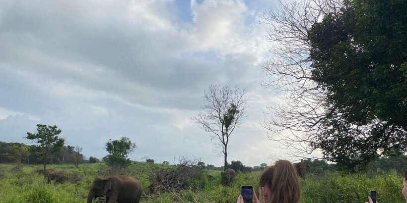 Kandy: Sigiriya, Dambulla & Wildlife Safari Private Tour - Is $19 a good deal?