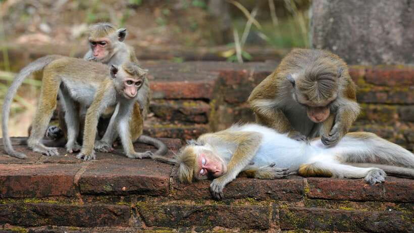Kandy: Sigiriya Fortress & Cave Temple Full Day Private Tour - Should You Book This Kandy Day Trip?