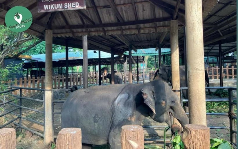 Kandy to Ambuluwawa Tower, Pinnawala, Full Day Tour - Pinnawala and the Elephant Stop
