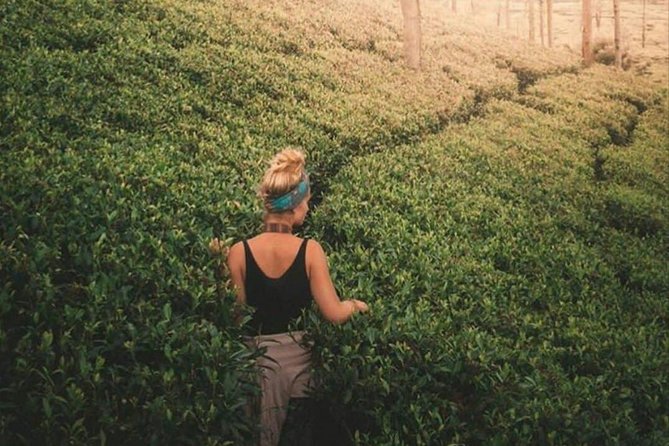 Kandy to Nuwara Eliya Day Tour - What $45 buys you
