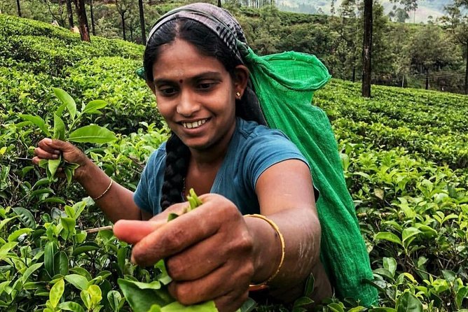 Kandy to Nuwara Eliya Day Tour - Should you book the Kandy to Nuwara Eliya tour?
