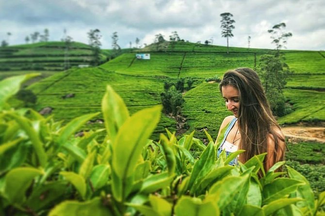 Kandy to Nuwara Eliya Day Tour - The 8:00 a.m. departure from Kandy