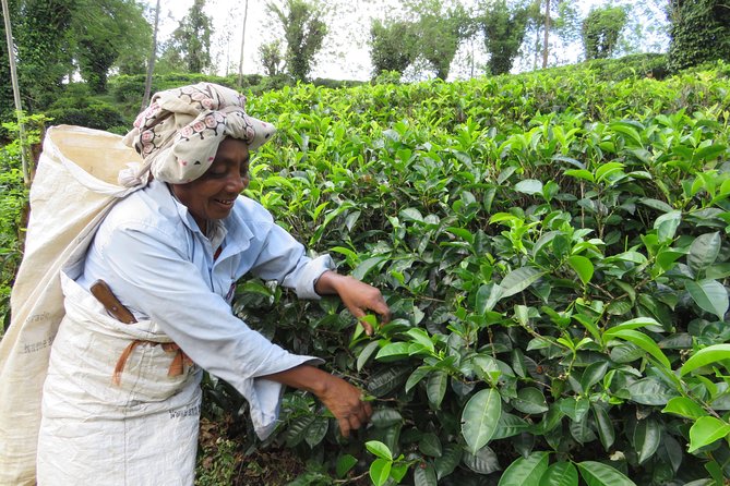 Kandy to Nuwara Eliya Day Trip – Little England & Tea Country - Why this Kandy to Nuwara Eliya trip works