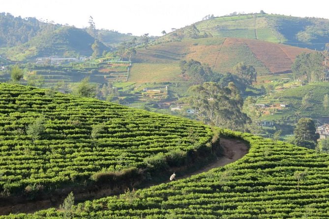 Kandy to Nuwara Eliya Day Trip – Little England & Tea Country - What the guides add to the day