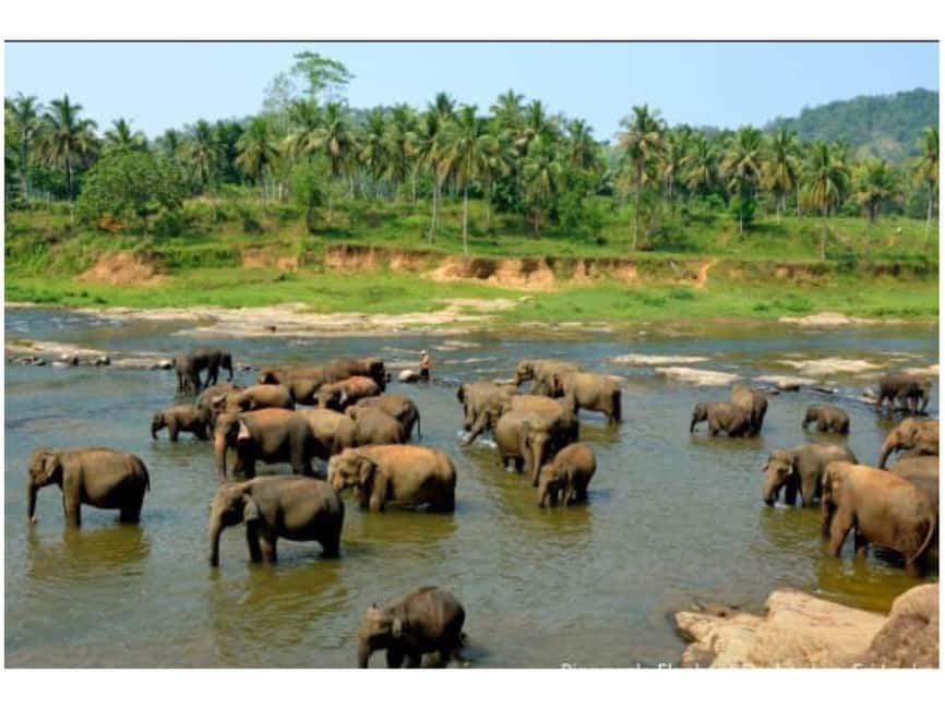 Kandy to Pinnawala Orphanage and Ambuluwawa Guided Day Tours - What the $16 price really buys you