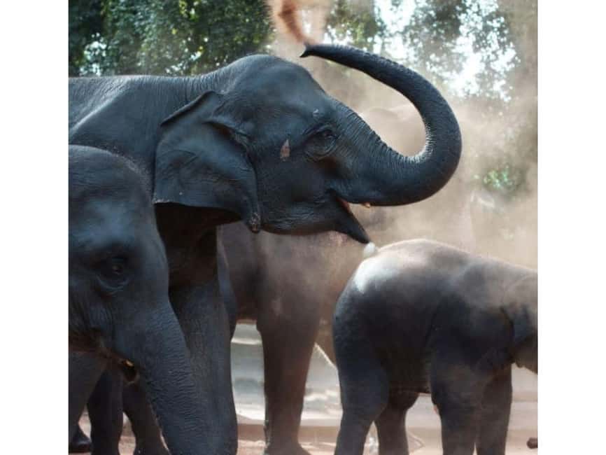 Kandy to Pinnawala Orphanage and Ambuluwawa Guided Day Tours - Pinnawala: elephants, bathing and an ethical choice