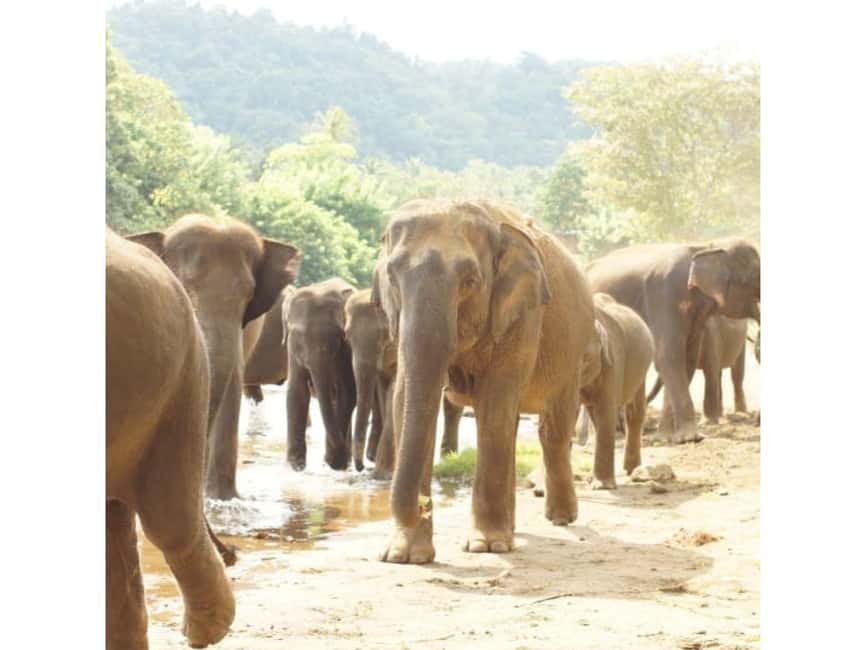 Kandy to Pinnawala Orphanage and Ambuluwawa Guided Day Tours - Crafts, cinnamon and gemstones in Kandy