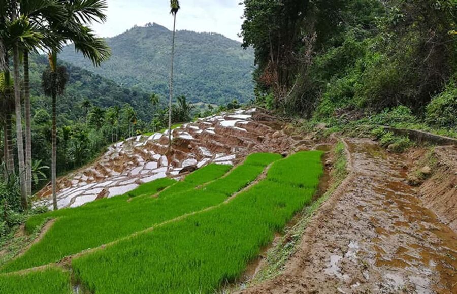 Kandy: Traditional Village Tour with Authentic Experience - The afternoon village walk and hands-on work