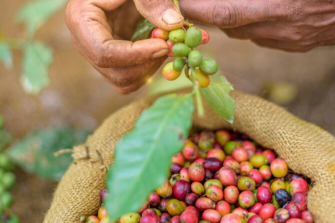Kandy Yahalatenna Walking Coffee Class Activity - Key points at a glance