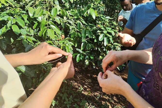 Kandy Yahalatenna Walking Coffee Class Activity - Planting a coffee tree on the Signature Coffee Trail