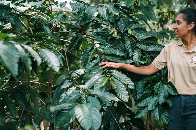 Kandy Yahalatenna Walking Coffee Class Activity - Who will enjoy this coffee outing most?