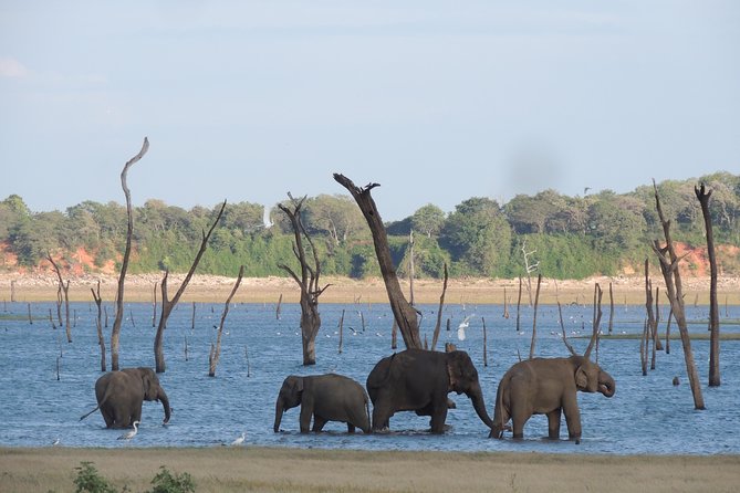 Kaudulla National Park Entrance Ticket with Private Safari - Why Kaudulla is worth your time