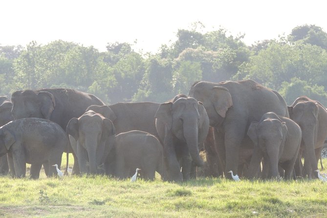 Kaudulla National Park Entrance Ticket with Private Safari - The animals you might see