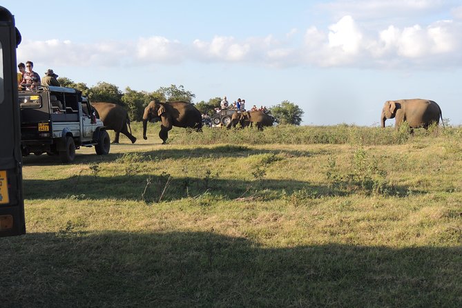 Kaudulla National Park Entrance Ticket with Private Safari - The elephant question: how good are your chances?